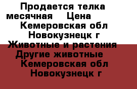 Продается телка,  месячная. › Цена ­ 10 000 - Кемеровская обл., Новокузнецк г. Животные и растения » Другие животные   . Кемеровская обл.,Новокузнецк г.
